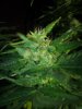PurpleAmnesia Day 66 (4).jpg PurpleAmnesia Day 66 (4).jpg