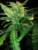 PurpleAmnesia Day 66 (5).jpg PurpleAmnesia Day 66 (5).jpg