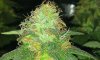 SDG day 47 (F) (1).jpg