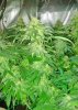 SDG day 47 (F) (4).jpg