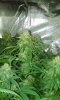 SDG day 47 (F) (5).jpg