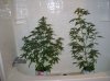 TWIN BABYLONS_12-28-11.JPG