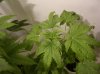 MYSTERY KUSH1_1_12-28-11.JPG