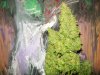 pandora harvest 005.jpg