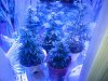 LED Grow Day 38.jpg