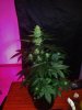 24c x CCB Day 52 (1).jpg