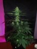 24c x CCB Day 52 (2).jpg