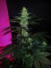 24c x CCB Day 52 (3).jpg