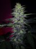24c x CCB Day 52 (4).jpg