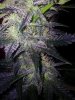 24c x CCB Day 52 (7).jpg