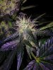 24c x CCB Day 52 (8).jpg