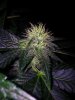 24c x CCB Day 52 (9).jpg