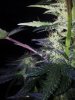 24c x CCB Day 52 (11).jpg