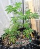 Oldster BB 1-3 Day 47.jpg