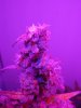 DSC01529.jpg