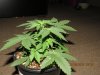 IMG_3817 - Copy.jpg