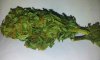 Auto Purple Amnesia  (2).jpg