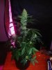 24c x CCb Day 58 (1).jpg 24c x CCb Day 58 (1).jpg
