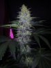 24c x CCb Day 58 (2).jpg 24c x CCb Day 58 (2).jpg