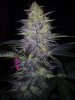 24c x CCb Day 58 (3).jpg