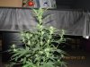 IMG_3909 - Copy.jpg