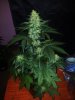 24c x CCB Day 61  (3).jpg