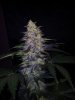 24c x CCB Day 61  (1).jpg