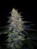 24c x CCB Day 61  (4).jpg