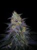 24c x CCB Day 61  (5).jpg