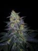 24c x CCB Day 61  (6).jpg