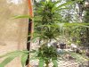2013_1105skunk0015.JPG