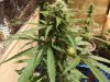 2013_1105skunk0016.JPG