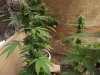 2013_1105skunk0020.JPG