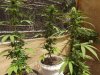 2013_1105skunk0013.JPG