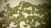 Buds A.jpg Buds A.jpg