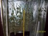 harvest1a.jpg