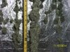 harvest1b.jpg