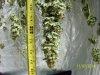 harvest1c.jpg