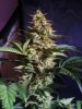 24c xCCB Day 66 Harvest (3).jpg 24c xCCB Day 66 Harvest (3).jpg