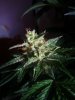 24c xCCB Day 66 Harvest (4).jpg 24c xCCB Day 66 Harvest (4).jpg