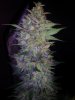 24c xCCB Day 66 Harvest (6).jpg 24c xCCB Day 66 Harvest (6).jpg