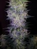 24c xCCB Day 66 Harvest (7).jpg 24c xCCB Day 66 Harvest (7).jpg