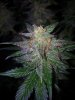 24c xCCB Day 66 Harvest (8).jpg 24c xCCB Day 66 Harvest (8).jpg