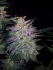 24c xCCB Day 66 Harvest (9).jpg 24c xCCB Day 66 Harvest (9).jpg