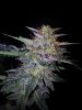 24c xCCB Day 66 Harvest (10).jpg 24c xCCB Day 66 Harvest (10).jpg