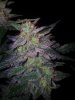 24c xCCB Day 66 Harvest (11).jpg 24c xCCB Day 66 Harvest (11).jpg