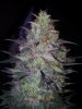 24c xCCB Day 66 Harvest (12).jpg 24c xCCB Day 66 Harvest (12).jpg