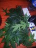 24c xCCB Day 66 Harvest (14).jpg 24c xCCB Day 66 Harvest (14).jpg