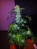 Tyrone Special Harvest Day 65 (1).jpg