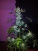 Tyrone Special Harvest Day 65 (2).jpg